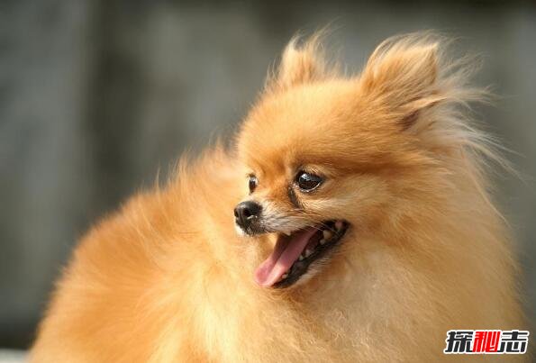 世界上最可爱的狗排名，世界十大最萌的狗排行榜(图片)
