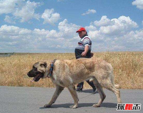 世界第一巨犬 土耳其坎高犬 站立超2米 土耳其国宝 X探秘
