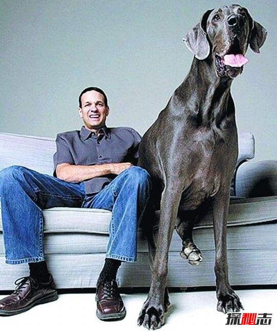 世界上最高大的狗，大丹狗大乔治(直立身高2.2米比肩姚明)