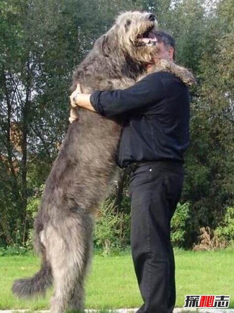 世界上最高大的猎犬，爱尔兰猎狼犬(将当地野狼灭绝)