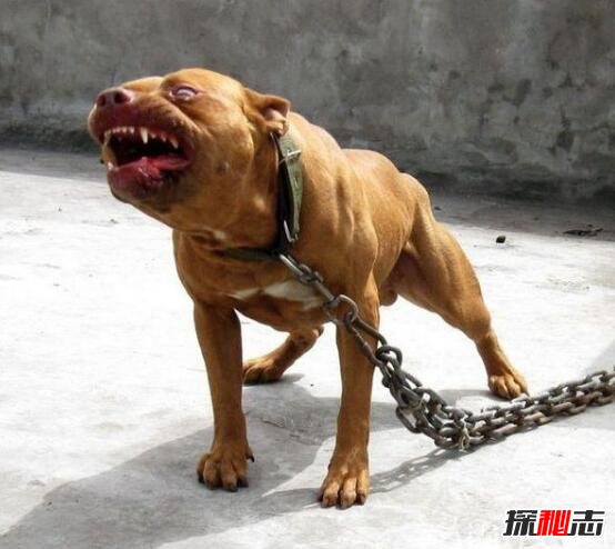 世界上最凶猛的狗排名，比特犬数分钟咬死藏獒(视频)