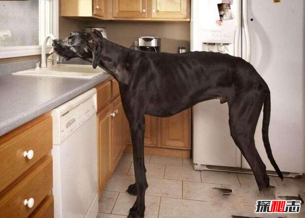 世界上最高大的狗，大丹狗大乔治(直立身高2.2米比肩姚明)