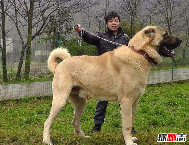 世界第一巨犬，土耳其坎高犬(站立超2米/土耳其国宝)