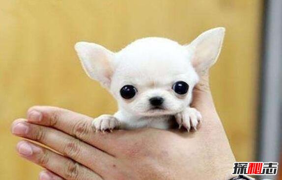 世界上最小的狗排名，吉娃娃米莉仅高6.53cm(最袖珍狗)