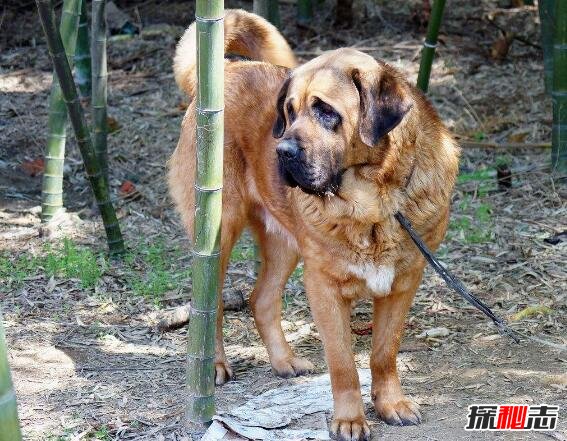 世界上最大最古老的犬种，马士提夫獒犬(四千年前的战犬)