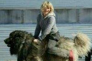 世界上最大的狗排名，土耳其坎高犬堪比小马能骑乘