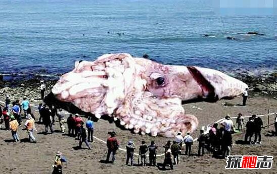 世界上最大的乌贼，大王酸浆鱿(20米/600斤)
