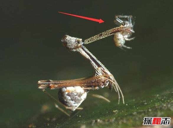 世界上最小的蜘蛛，施展蜘蛛仅长0.43毫米(小于句号)