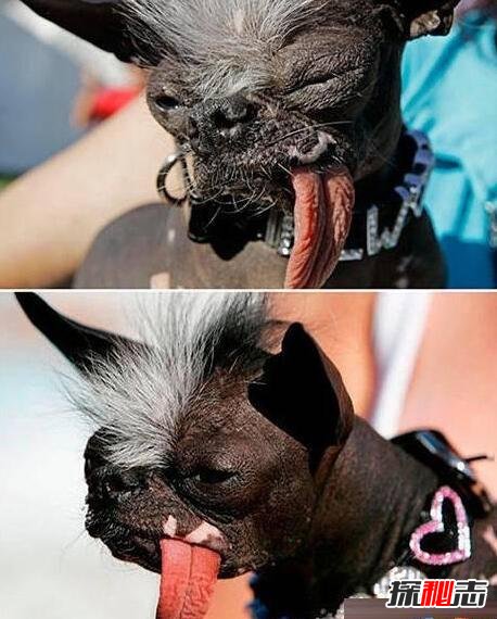 世界上最丑的狗排行榜，丑鬼山姆让人看到想吐(图片)
