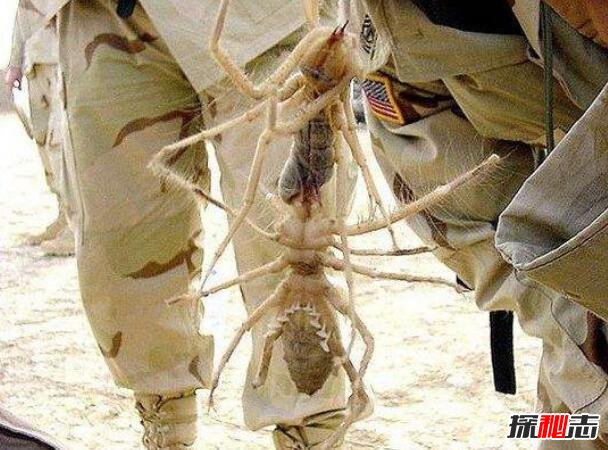 食人巨蛛巨骆驼蜘蛛，蚕食美国大兵的疯狂避日蛛(图片)