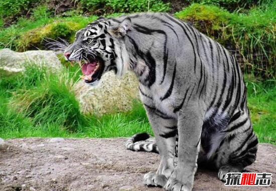 中国稀有虎类黑蓝虎之谜，蓝色的老虎(濒临灭绝/图片)