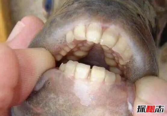 专咬男人蛋蛋的人齿鱼，牙齿酷似人类（男人被咬就废了）
