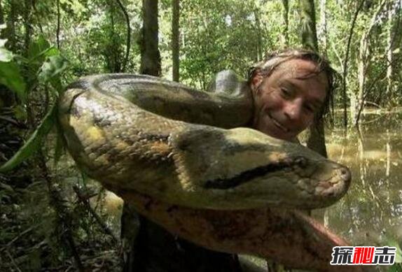 世界上最长的蛇，亚马逊绿森蚺最长12米(视频图片)