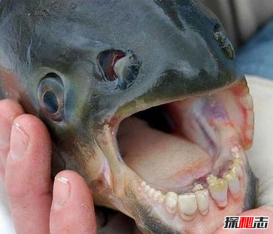 专咬男人蛋蛋的人齿鱼，牙齿酷似人类（男人被咬就废了）