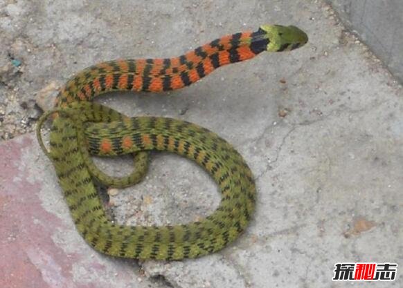 鸡冠蛇真的存在吗，神话中的蛇精/虎斑颈槽蛇(图片)