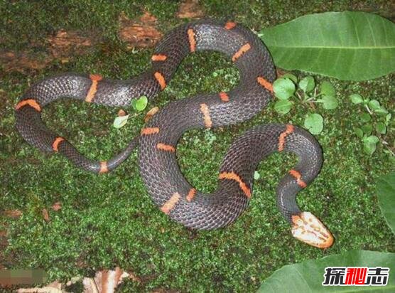 世界上最令人头疼的毒蛇，喜玛拉雅白头蛇咬人不放还绝食