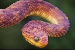 香蛇能散发香味驱虫防蚊，活香蛇被妇女当耳环图片