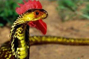 鸡冠蛇真的存在吗，神话中的蛇精/虎斑颈槽蛇(图片)