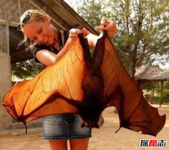 世界上最大的蝙蝠，马来大狐蝠翼展2米比人还大(图片)