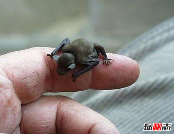 世界上最小的蝙蝠，大黄蜂蝙蝠体长2.5厘米重2克(图片)