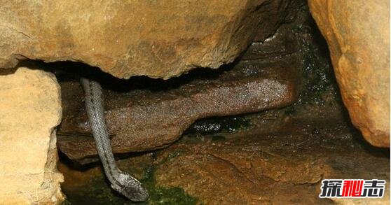世界生存海拔最高的蛇，青藏高原温泉蛇(海拔4300米以上)