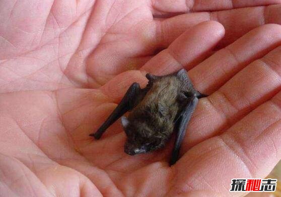 世界上最小的蝙蝠，大黄蜂蝙蝠体长2.5厘米重2克(图片)
