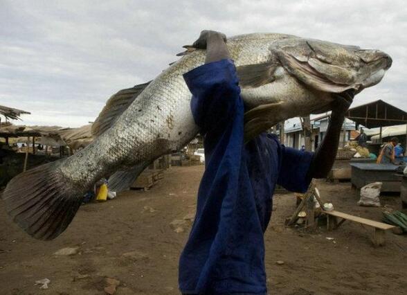 淡水巨怪尼罗河鲈鱼，无所不吃灭绝一方(长2米重400斤)