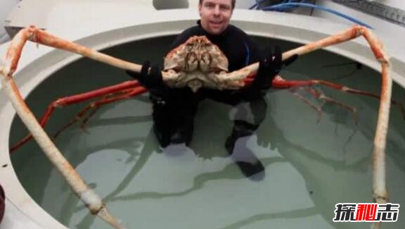 世界上最大的螃蟹，巨型杀人蟹体长4.2米活了100年