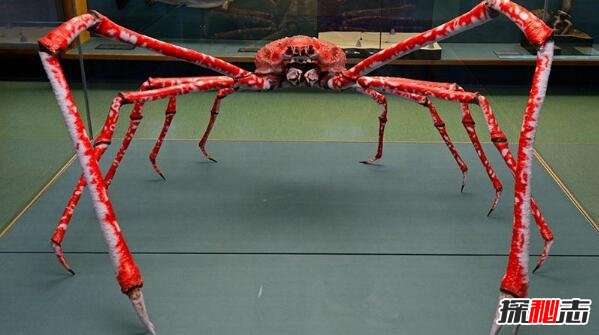 世界上最大的螃蟹，巨型杀人蟹体长4.2米活了100年