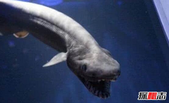 地球上最原始的鲨鱼，皱鳃鲨(3.8亿年前已存在)