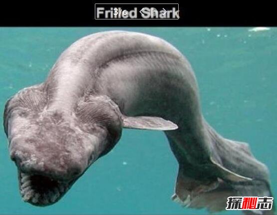 地球上最原始的鲨鱼，皱鳃鲨(3.8亿年前已存在)