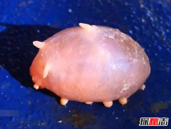 海猪是什么？海猪能吃吗？(最真实的海猪图片曝光)