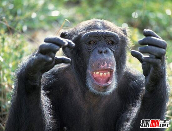 艾滋病的起源与发展解析，起源野生动物黑猩猩(源于非洲)