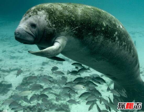 广东汕头惊现四不象“水怪”，竟是深海软体动物海牛