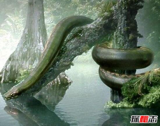 远古时期泰坦巨蟒之谜，6000万年前灭绝/世界上最大的蛇