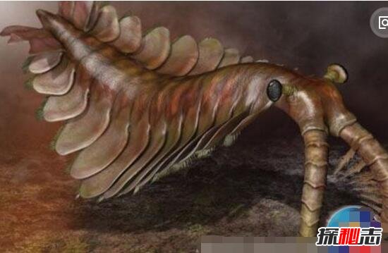 寒武纪巨型奇虾化石，澄江惊现5亿年前奇虾化石(肉食动物)