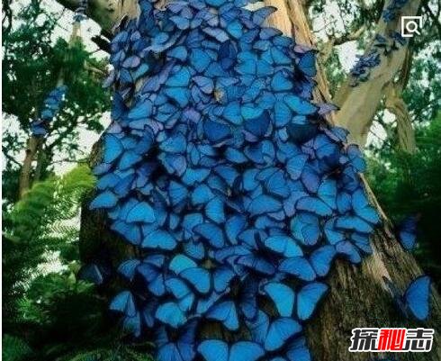 美国蝴蝶树之谜，成千上万的蝴蝶爬满黑色松树(休眠6个月)