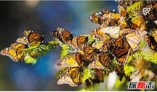 美国蝴蝶树之谜，成千上万的蝴蝶爬满黑色松树(休眠6个月)
