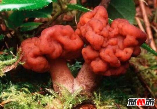 世界上最毒的蘑菇，死亡天使蘑菇(中毒者两天内迅速死亡)