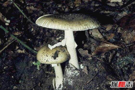 世界上最毒的蘑菇，死亡天使蘑菇(中毒者两天内迅速死亡)