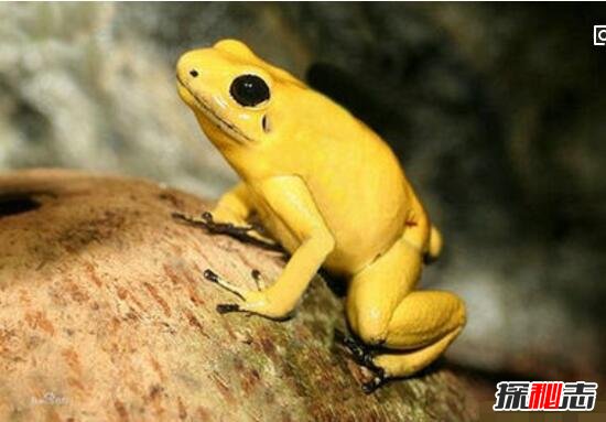 世界上最毒动物黄金箭毒蛙，毒素可1分钟毒死3人(没天敌)