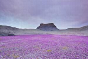 神奇的沙漠之花，厄尔尼诺现象导致沙漠开花/地球异常变暖