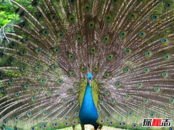 世界上最漂亮的孔雀，绿孔雀开屏简直美出天境(附图)