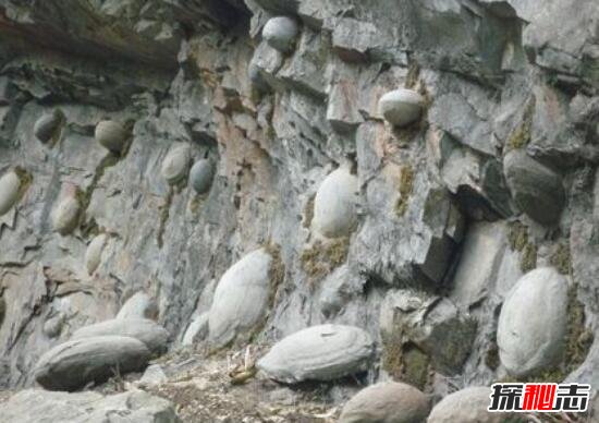 贵州千年石崖产蛋之谜，产蛋崖为什么会产石蛋(地质原因)