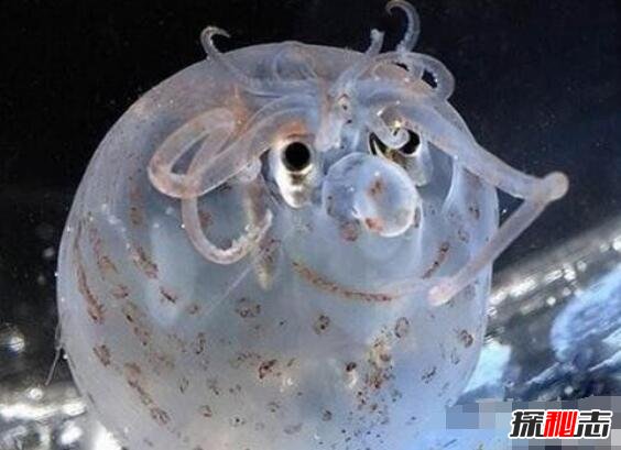 罕见的小猪章鱼会发光，面带微笑圆滚滚的萌化人心