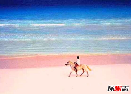 世界上最美丽的粉色沙滩，美得如梦如幻让人少女心爆炸