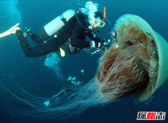 海洋最毒的生物，箱水母杀人于无形(碰之毙命/2分钟死亡)