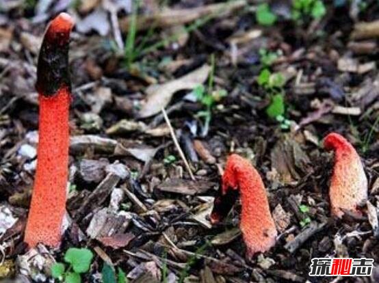红鬼笔又叫做鸡屎菌，外形长得像鸡鸡男人吃了能壮阳