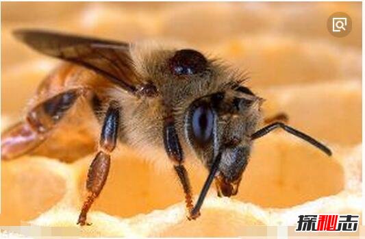 僵尸蜜蜂侵袭美国，蜜蜂被吃空内脏/如同僵尸样行尸走肉