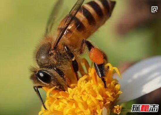 僵尸蜜蜂侵袭美国，蜜蜂被吃空内脏/如同僵尸样行尸走肉